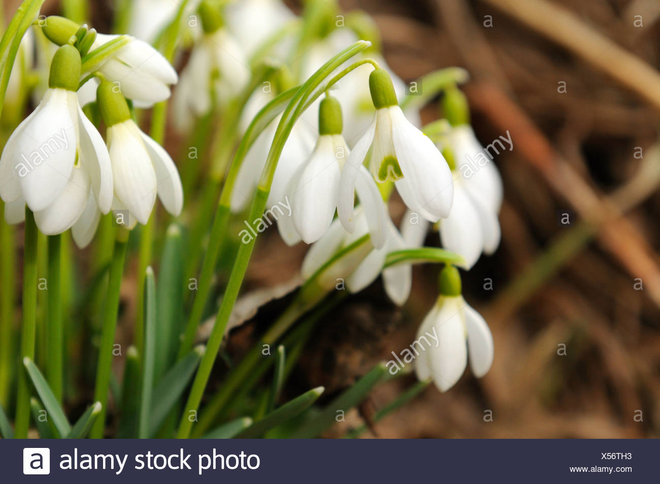 Nahaufnahme Von Schneeglockchen Blumen Bluhen Im Feld Franken