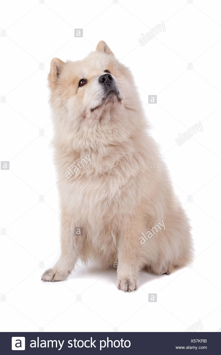 63+ Chow Chow Pomeranian Mix