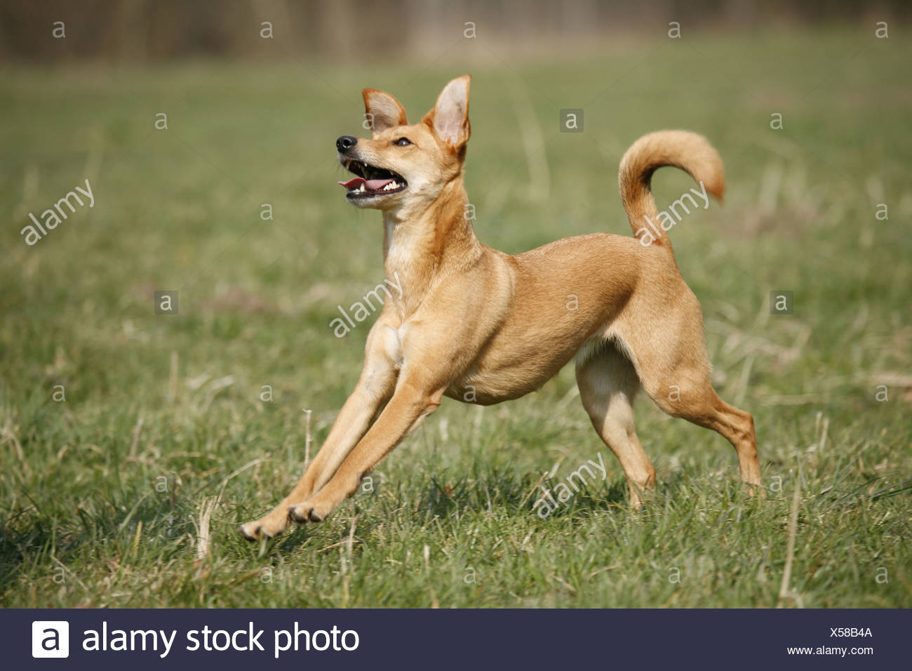 Rennender Hund Stockfotos &amp; Rennender Hund Bilder Alamy