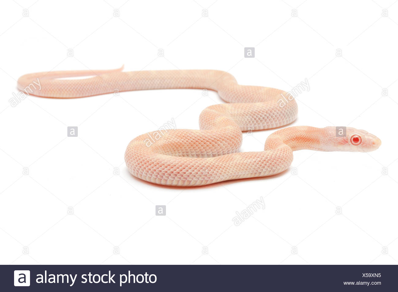 Schneeschlange Stockfotos Und Bilder Kaufen Alamy