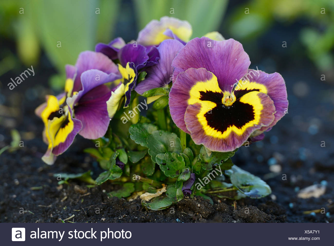 Stiefmutterchen Stiefmutterchen Veilchen Viola X Wittrockiana Viola Wittrockiana Viola Hybrida Bluhen Stockfotografie Alamy