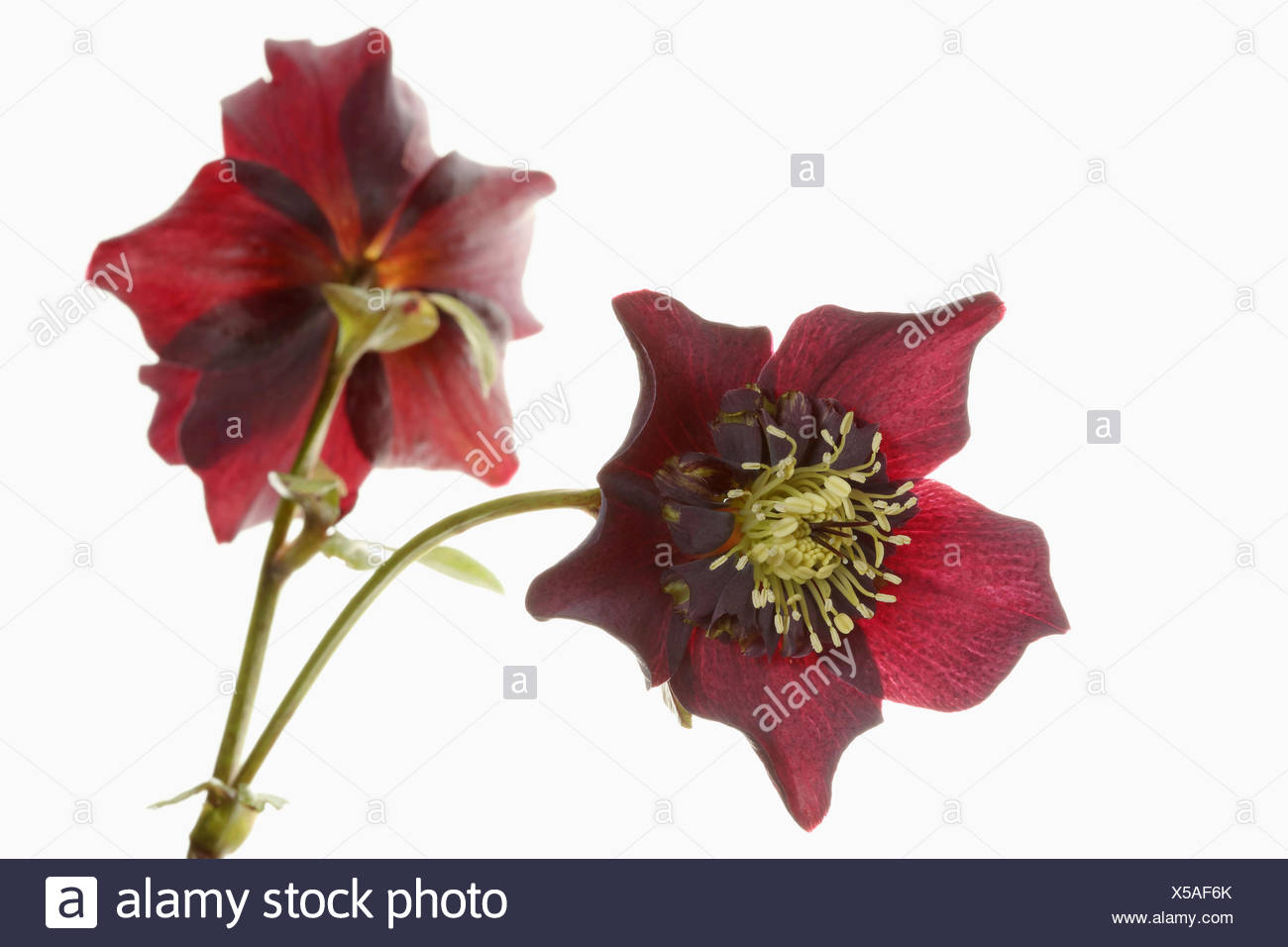 Germer Offenen Schwarzen Nieswurz Blume Kopf Auf Einen Stiel Mit Einer Zweiten Blute Im Blick Nach Hinten Von Einer Reinen Weissen Hintergrund Stockfotografie Alamy