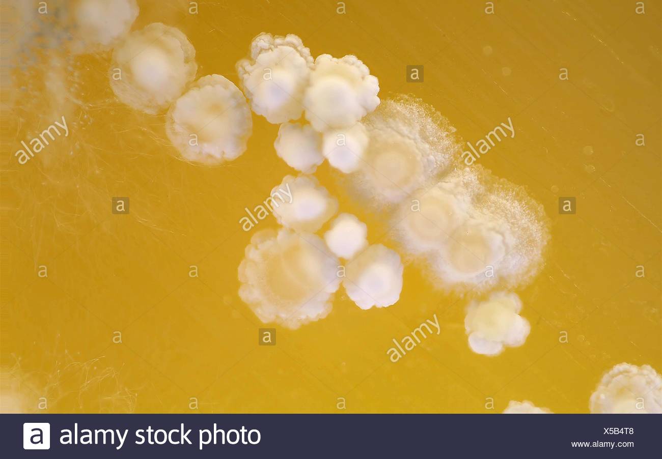Schimmel Auf Kase Stockfotografie Alamy