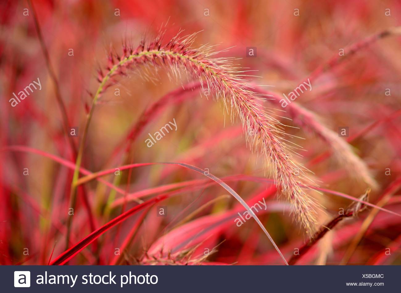 Dekorative Rote Graser In Soft Focus Erhellen Sie Einen Garten