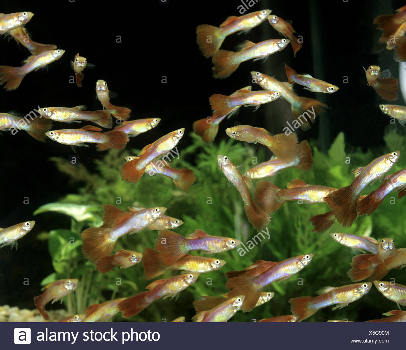 Guppy Poecilia Reticulata Aquarium Fische Stockfoto Bild