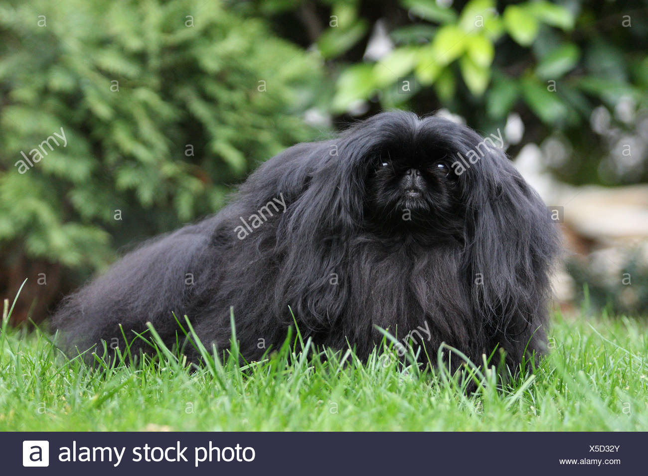 Pekinese Stockfotos Und Bilder Kaufen Alamy