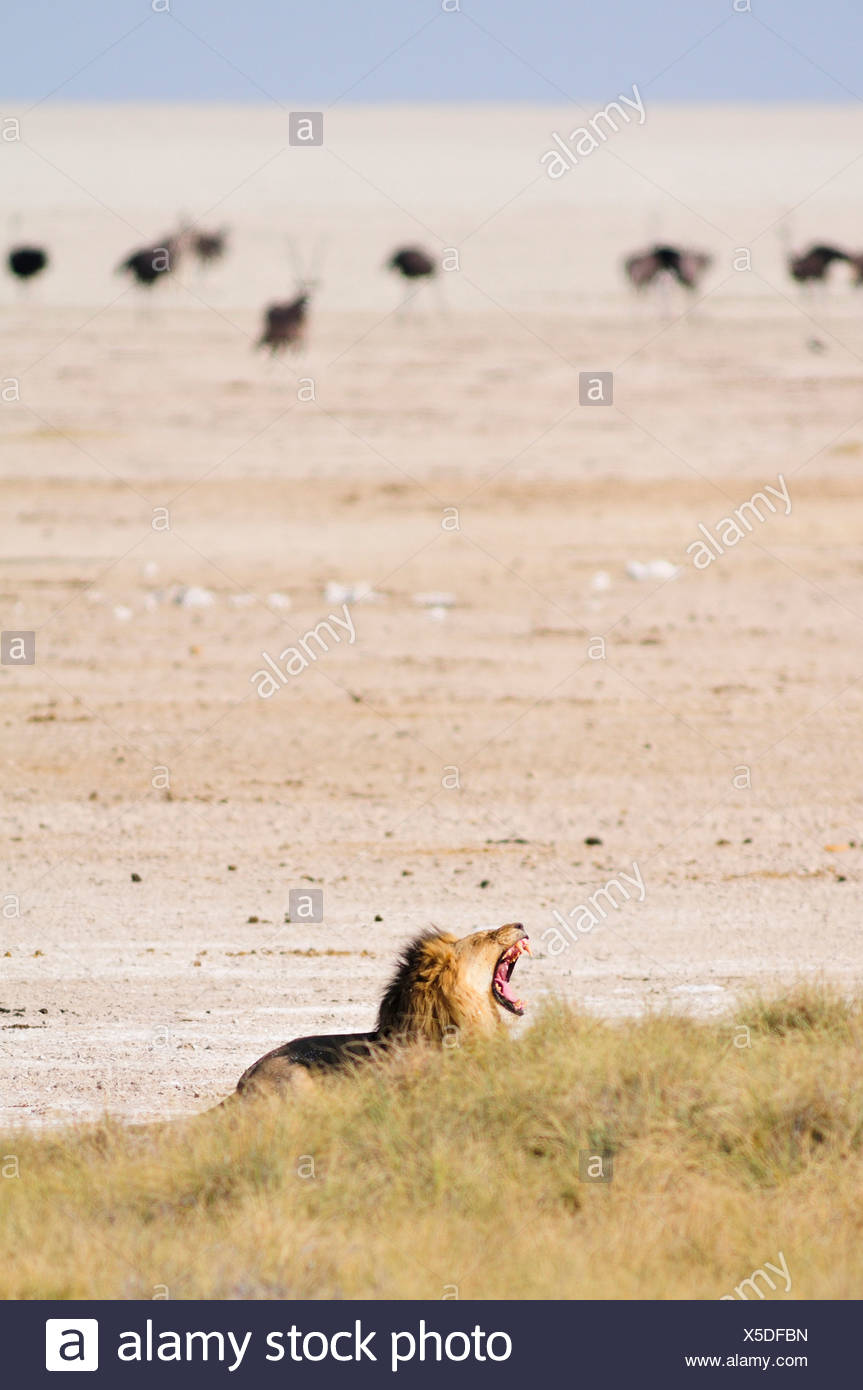 Afrika, Etosha Nationalpark, Namibia, Afrika, Tier, Jagd, Strauß, Vogel, Ebenen, brüllen, Gebrüll, Safari, Savanne, Löwe, Stockfoto