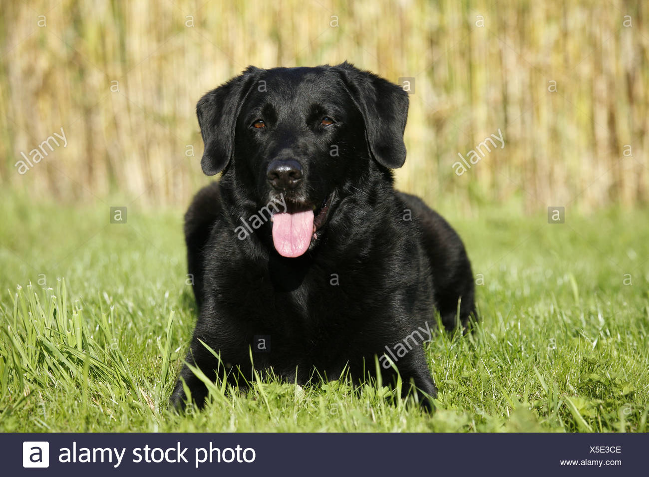 Hund Schwarz Hund Schwarz