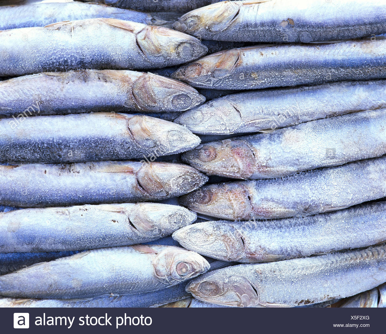 Essen Fisch Sardinen Eingefroren Stillleben Essen Fisch Meeresfisch Roh Stratifiedly Vertrieb Fisch Verkauf Fische Zu Markieren Wirtschaft Angeln Produkt Haltbarkeit Ordnung Reihe Essen Stockfotografie Alamy