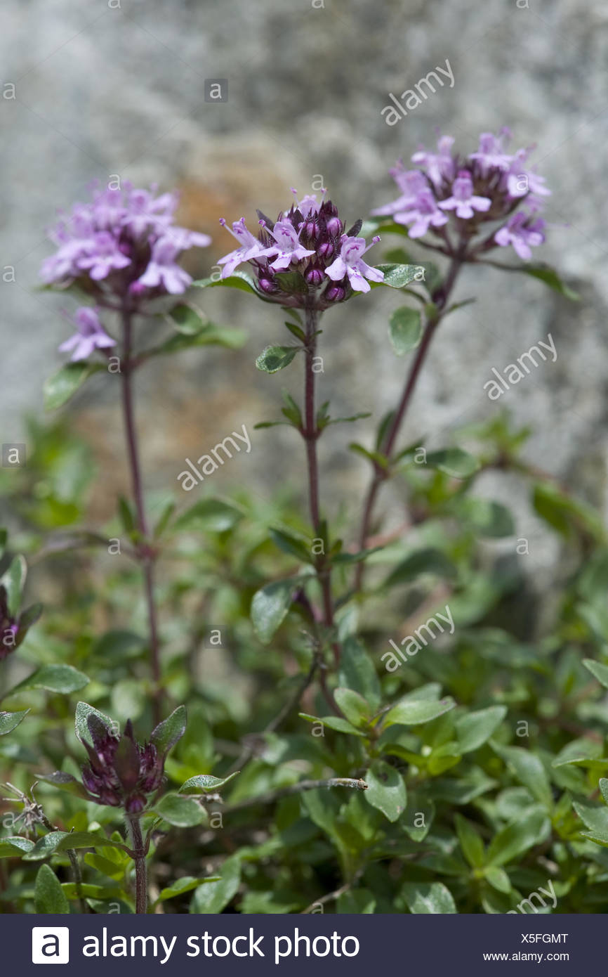 Mutter Von Thymianen Stockfotos und bilder Kaufen Alamy