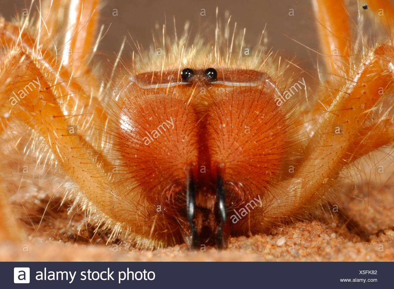 Camel Spider Wind Skorpion Solifugae Der Mundwerkzeuge Namib Wuste Namibia Hautnah Stockfotografie Alamy