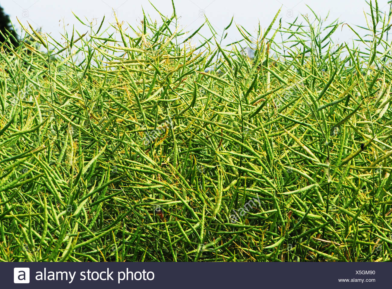 Reif Raps Feld Vor Der Ernte Stockfoto Bild 278806332 Alamy