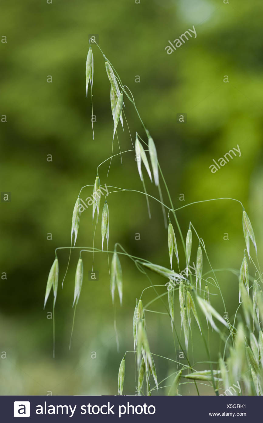 Hafer Als Unkraut Stockfotos und bilder Kaufen Alamy