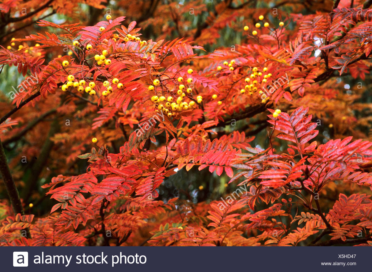 Sorbus 'joseph Rock' Stockfotos und bilder Kaufen Alamy