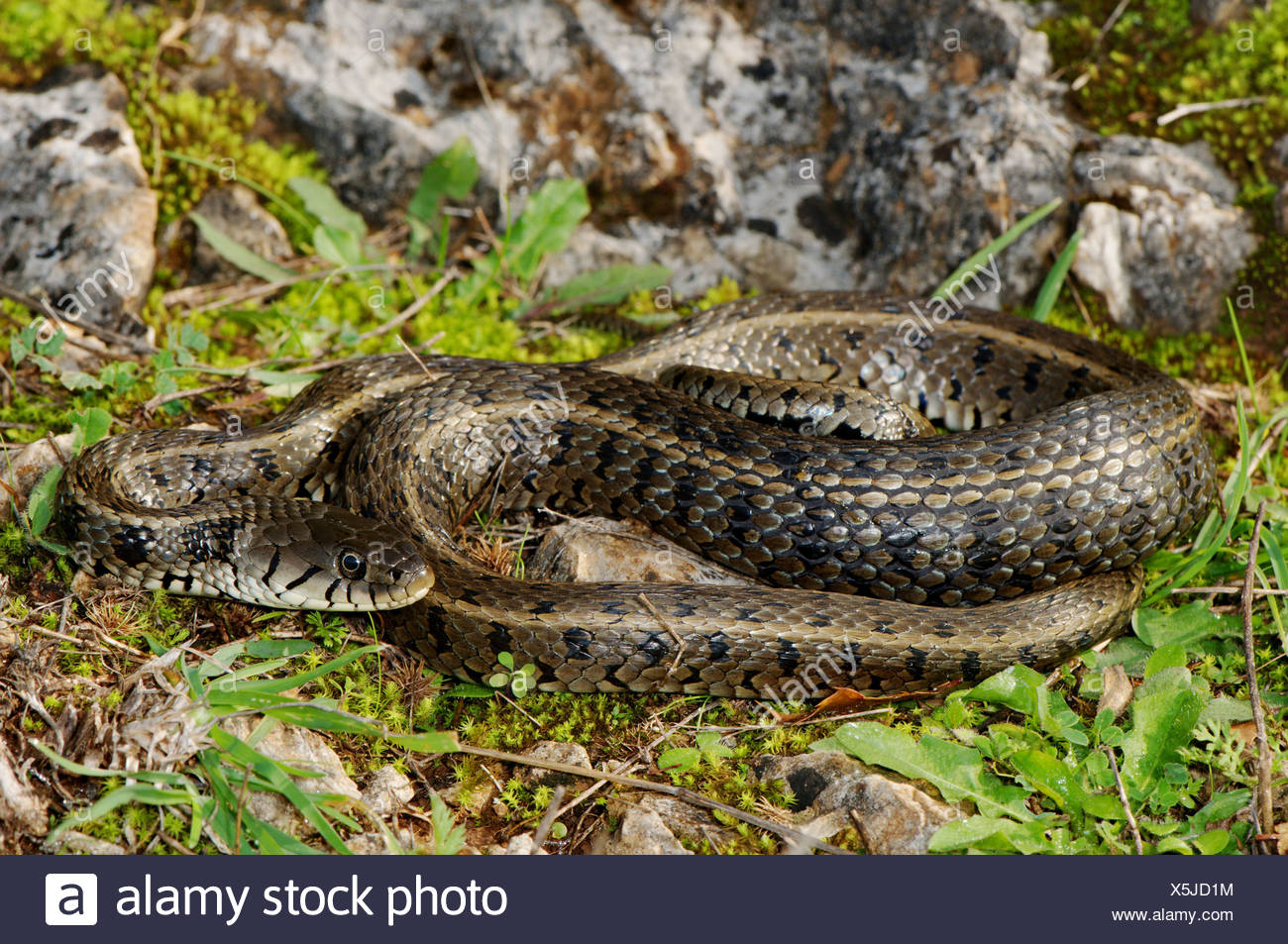 Colubrid Nattern Ringelnatter Natrix Natrix Persa Schlange Reptil Reptilien Schlangen Gesamtansicht Geschutzt Gefahrdet Griechisch Griechenland Stockfotografie Alamy