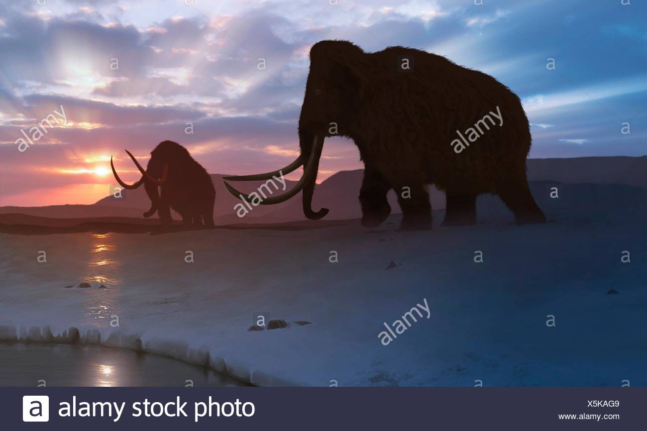 Artwork Von Mammut Mammuthus Primigenius Oder Tundra Mammuts