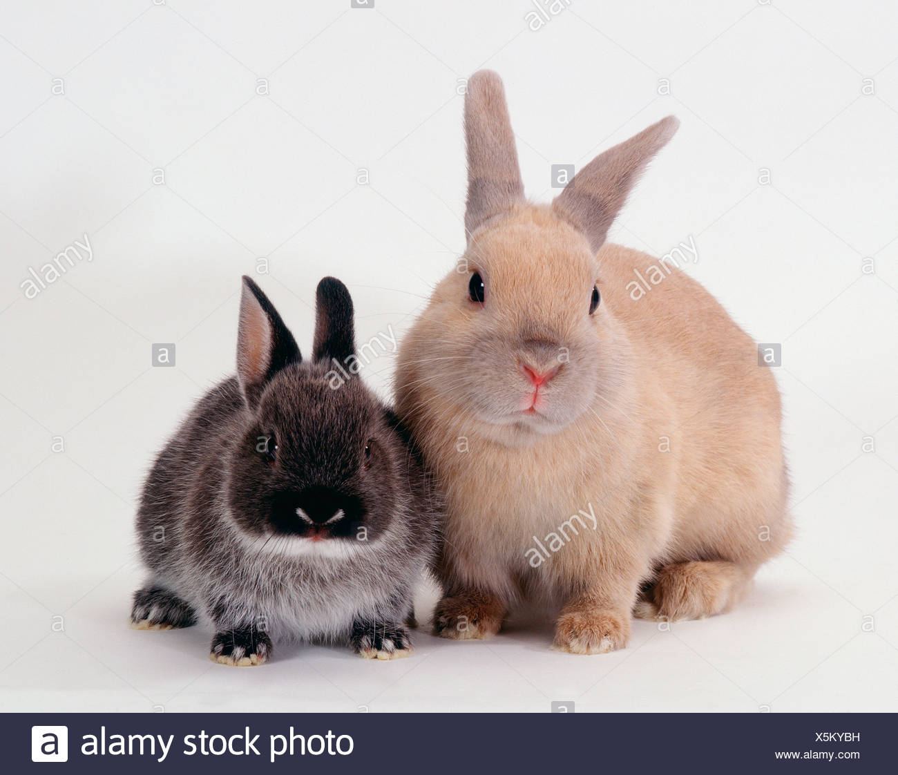 Zwerg Kaninchen Mit Jungen Zwergkaninchen Mit Jungtier Farbenzwerg Weissgrannen Blau Und Creme Stockfotografie Alamy