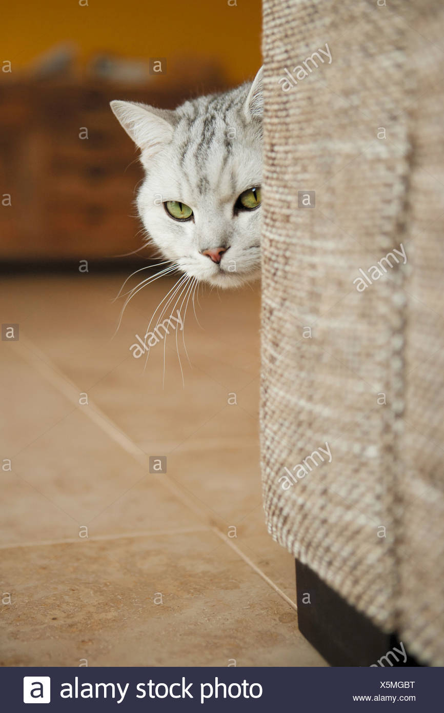Britisch Kurzhaar Katze Hinter Sofa Porträt Stockfoto