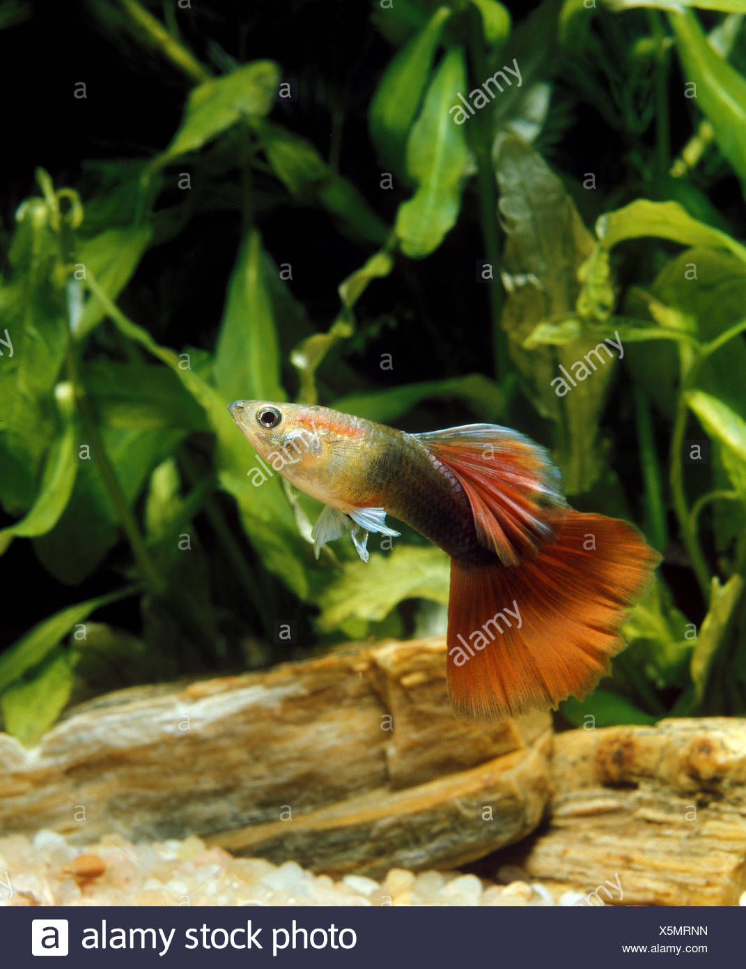 Guppy Poecilia Reticulata Mannchen Stockfoto Bild 278896849