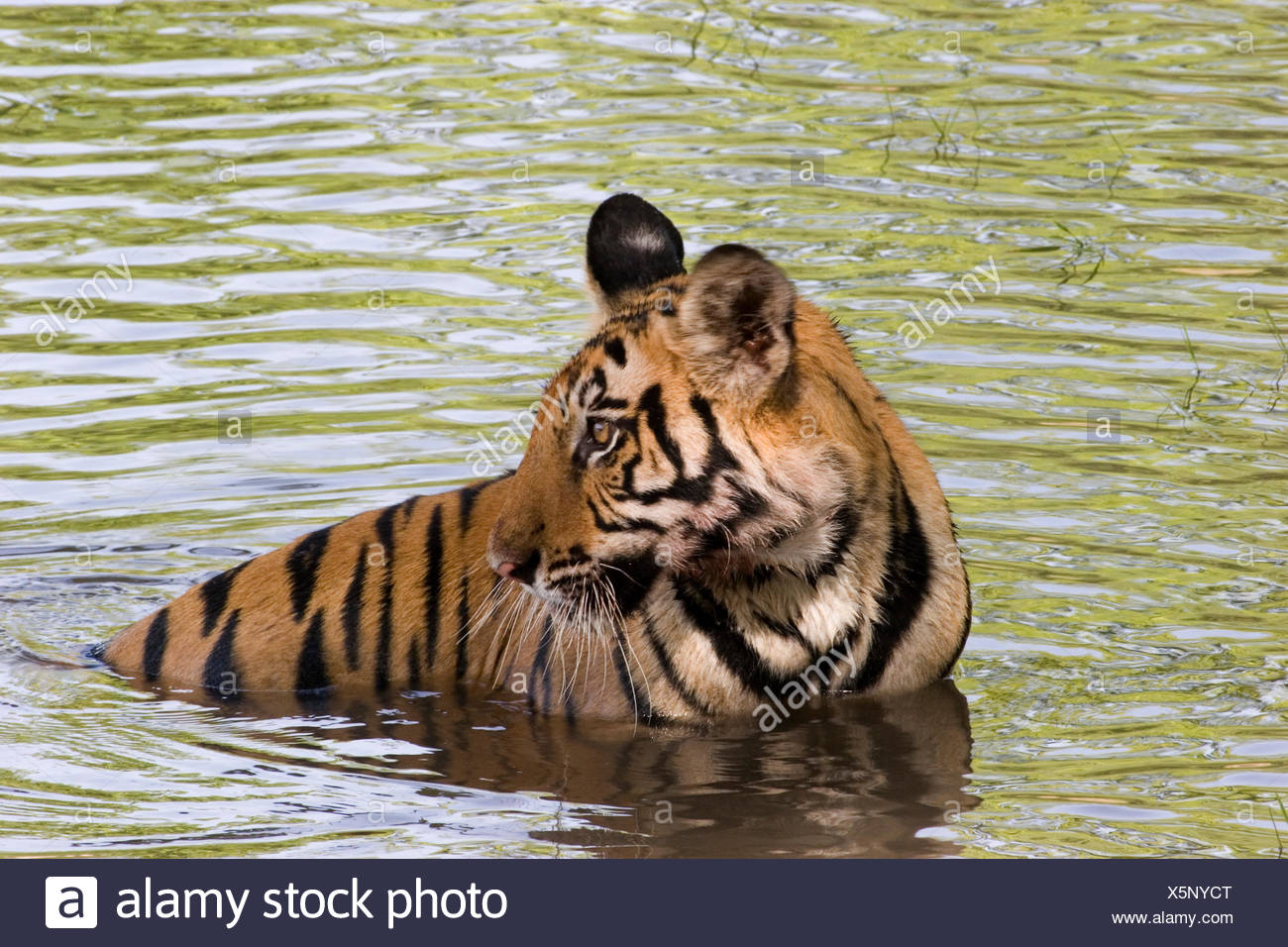 Tiger Im Fluss Stockfotos Und Bilder Kaufen Alamy