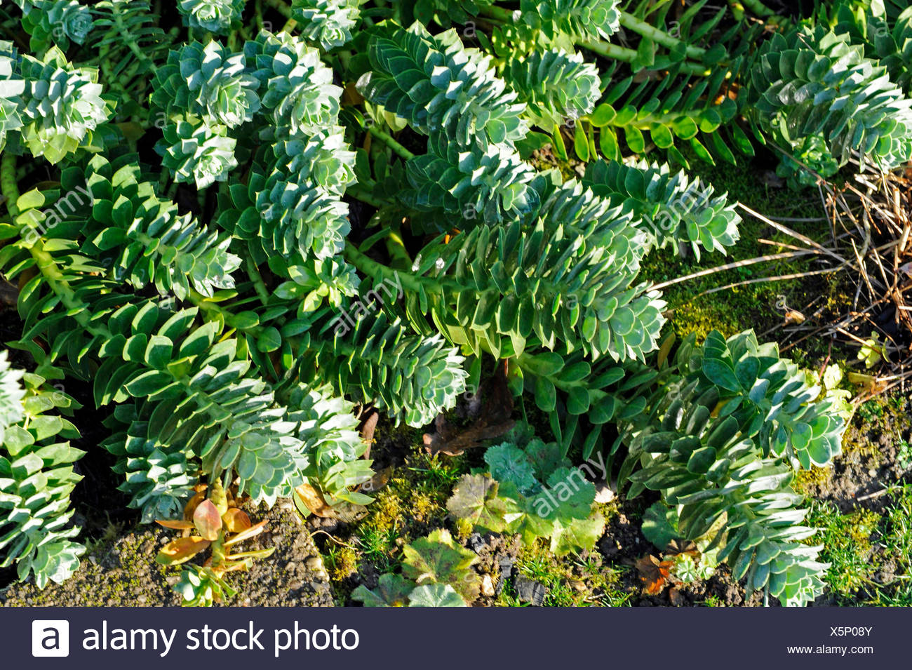 Myrte Wolfsmilch Euphorbia Myrsinites Attraktiven Immergrunen
