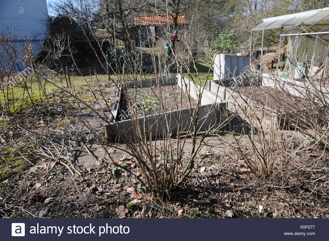 Schwarze Johannisbeere Schneiden Stockfoto Bild 278923883 Alamy