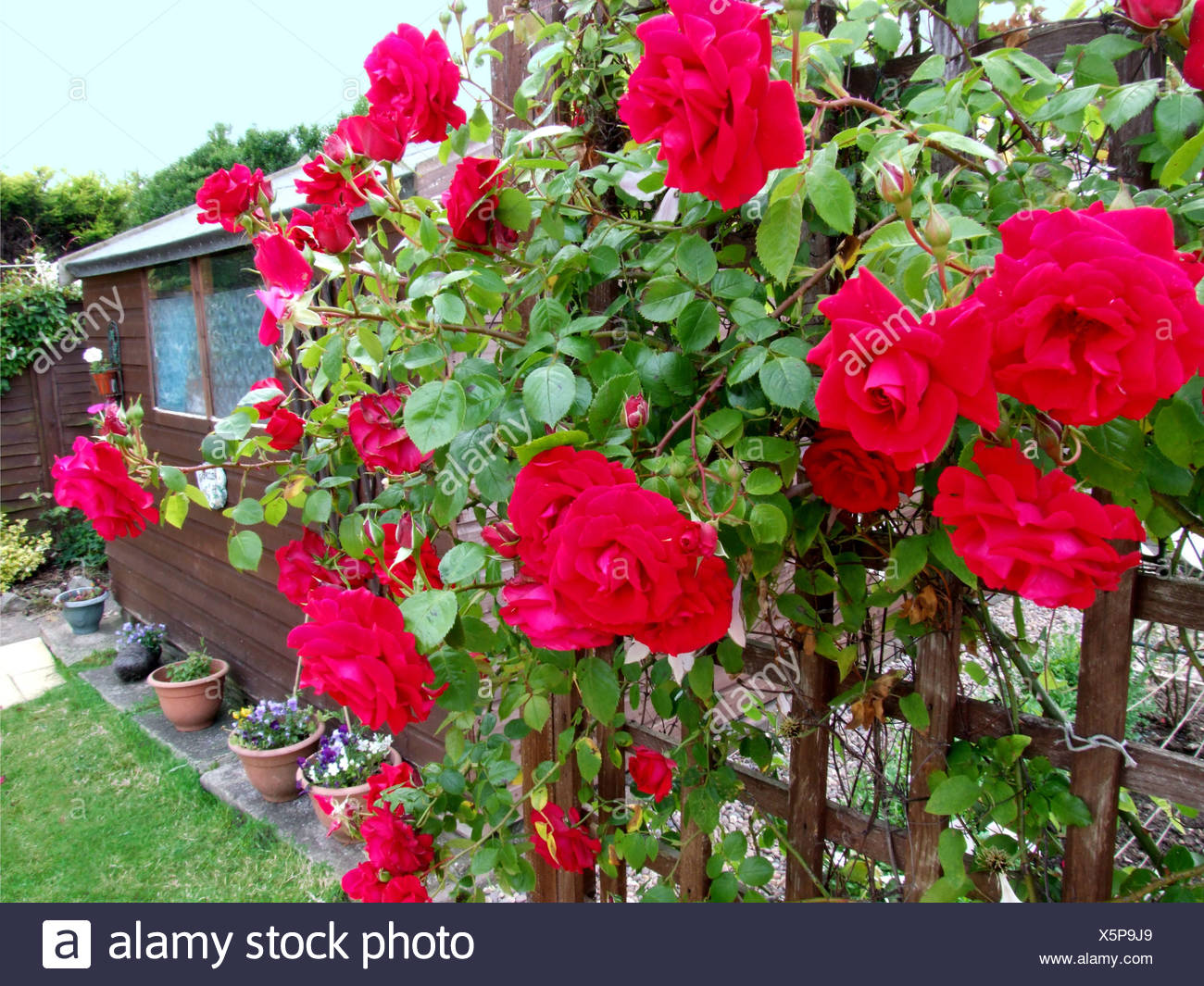 Roten Kletterrosen Wachsen Auf Einem Gitter In Einem Garten