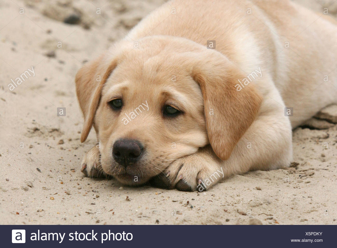 Gelber Labrador Retriever Welpe Im Sand Stockfotografie Alamy