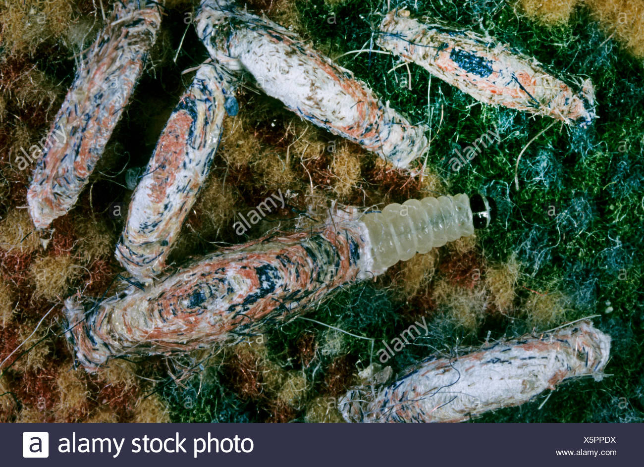 Fall Tragenden Kleidung Moth Fall Lager Teppich Fall Machen