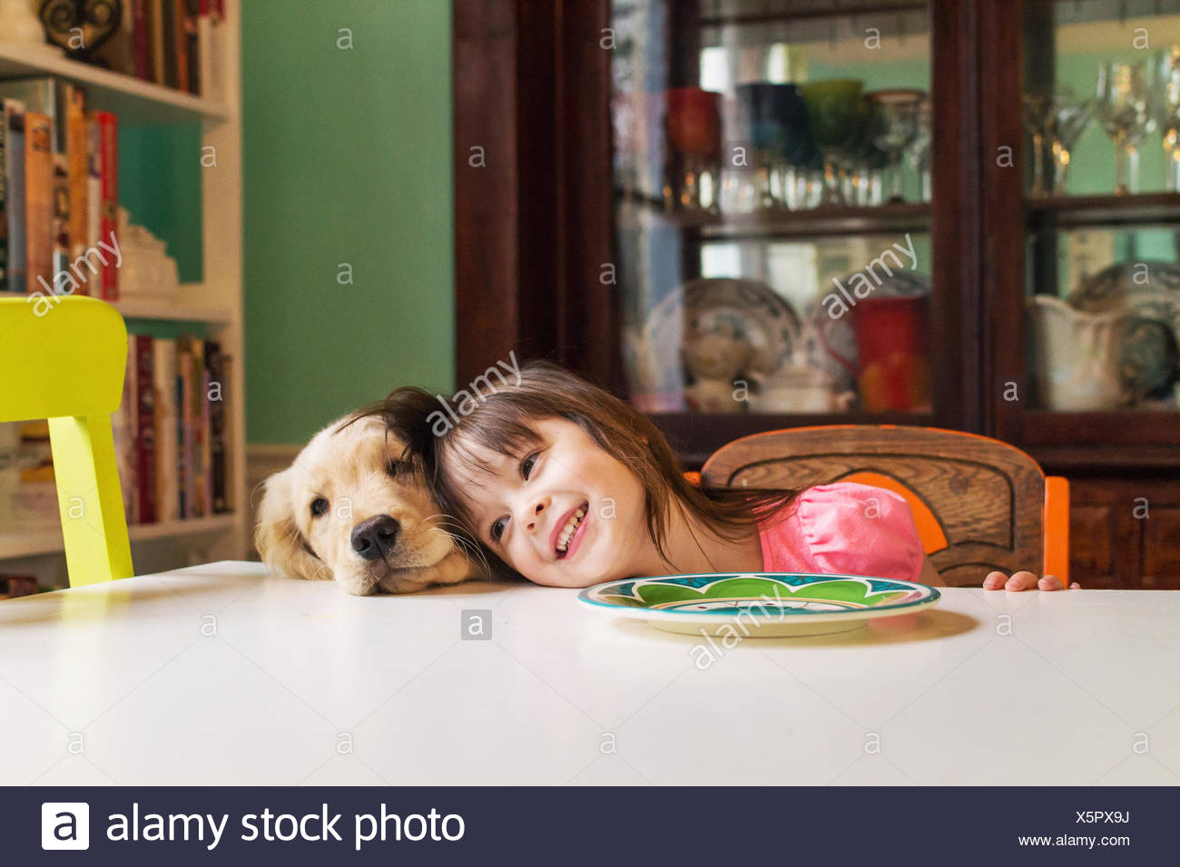 Hund am Tisch sitzen Stockfotografie Alamy Hund am Tisch sitzen Stockfotografie Alamy
