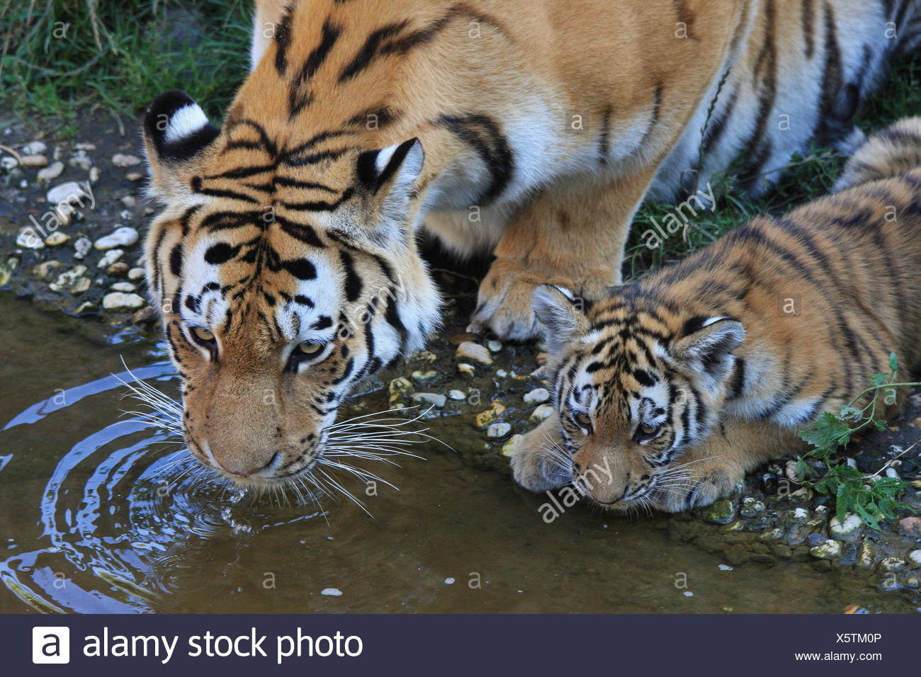 Gefahr Asien Raubkatze Raubkatze Katze Tiger Raubtier Stärke