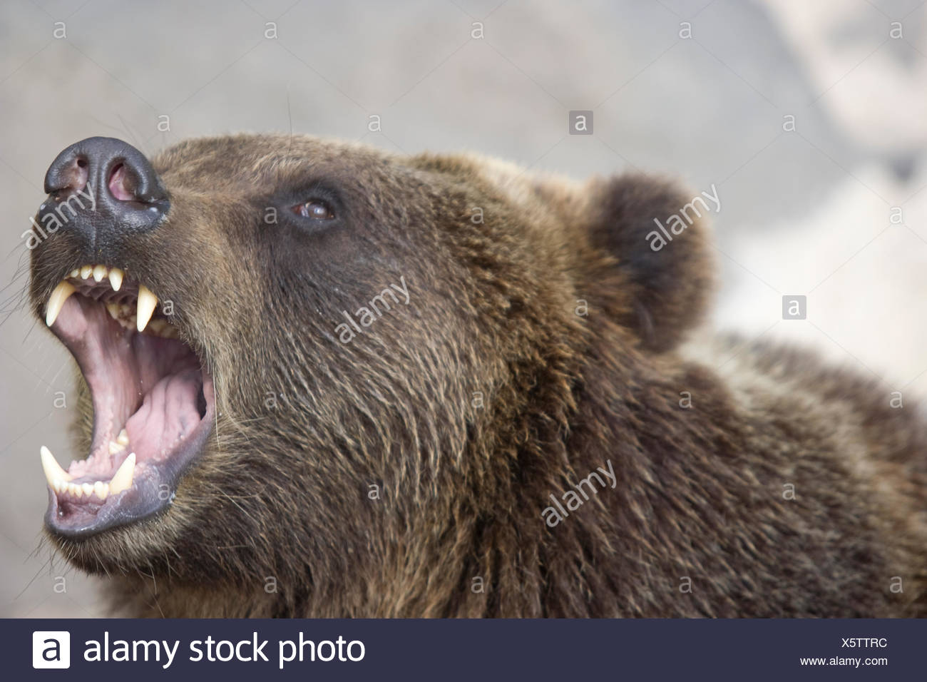 Wie Viele Zähne Hat Ein Bär www.alamy.de