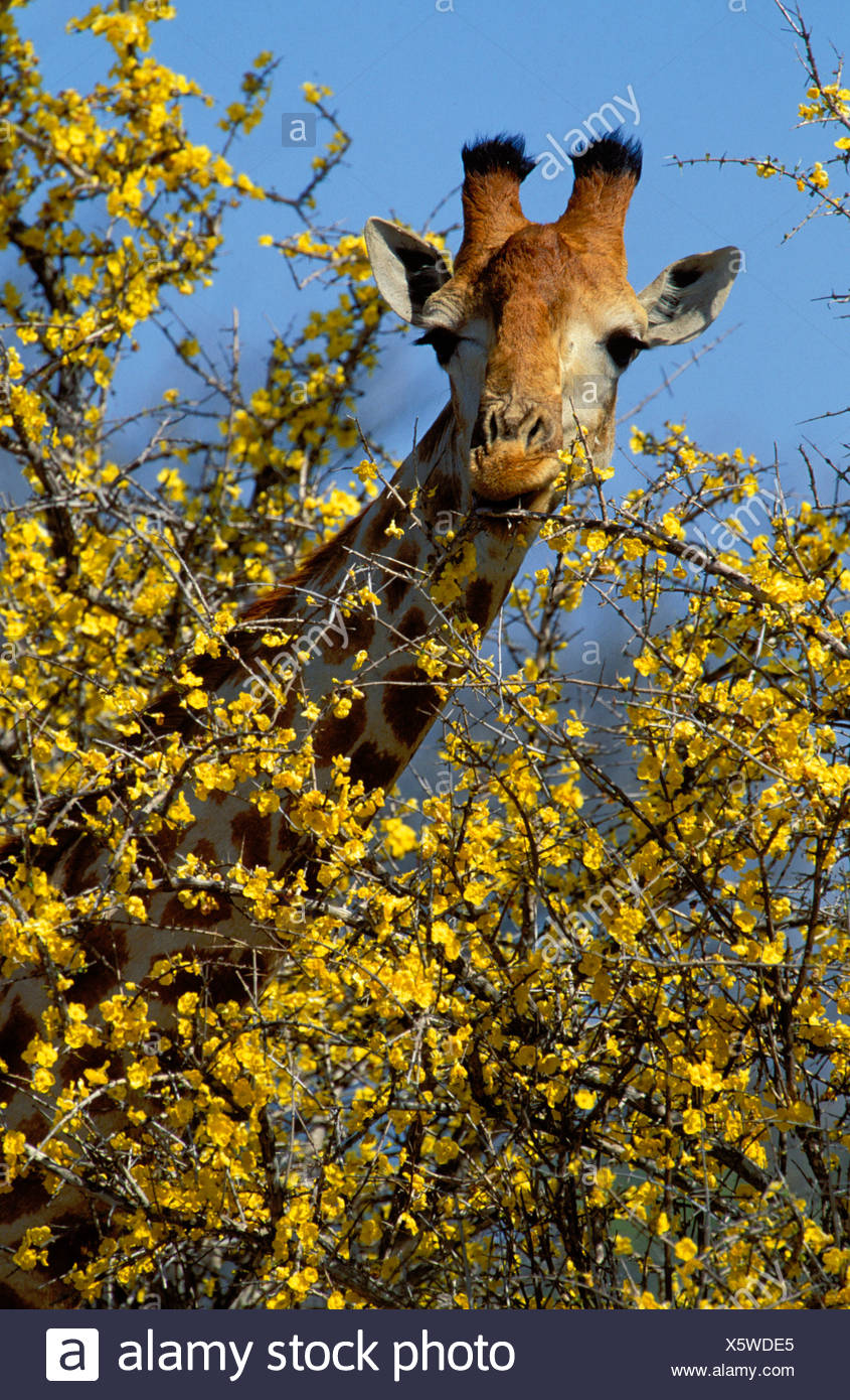 Giraffe (Giraffa Camelopardalis), Surfen auf mopani Granatapfel Blumen