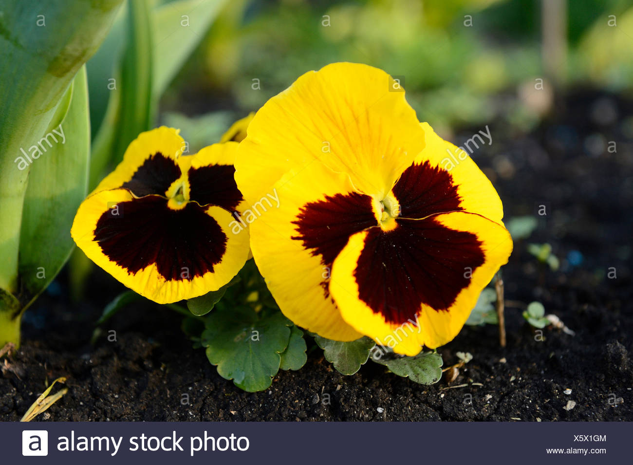 Stiefmutterchen Stiefmutterchen Veilchen Viola X Wittrockiana Viola Wittrockiana Viola Hybrida Blumen Von Einem Gelben Stiefmutterchen Stockfotografie Alamy