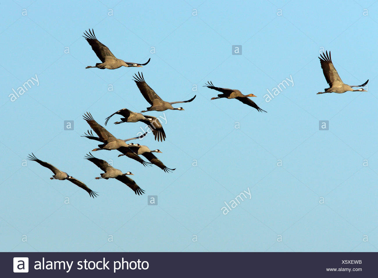 Fliegende Kraniche Grus Grus National Park Vorpommersche Boddenlandschaft Mecklenburg Western Pomerania Deutschland Europa Stockfotografie Alamy