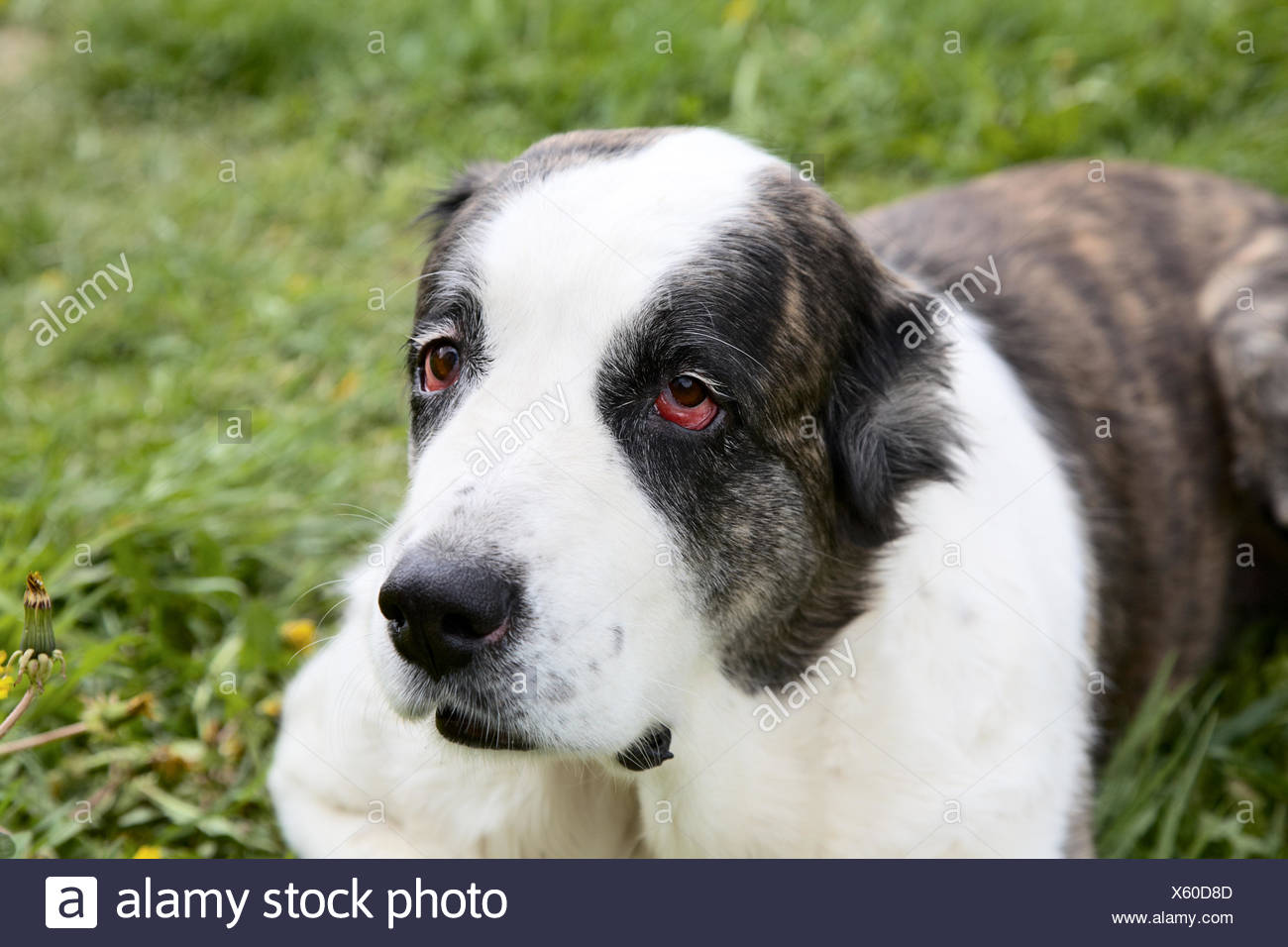 Schone Alabay Zentraler Asiatischer Schaferhund Gegen Einen Rasen Stockfotografie Alamy