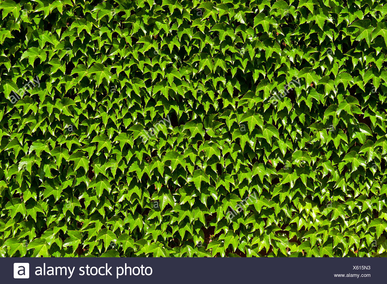 Boston-Efeu. Stockfoto