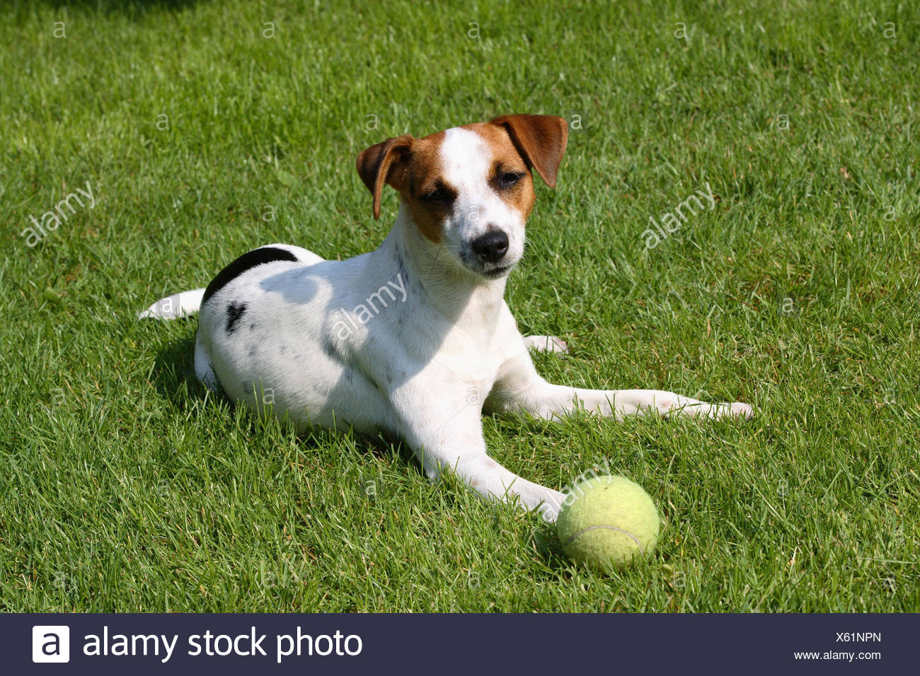 Hund, Jack Russel Terrier, Ball, Wiese, Lüge Stockfotografie Hund, Jack Russel Terrier, Spielzeug, Wiese, Lüge