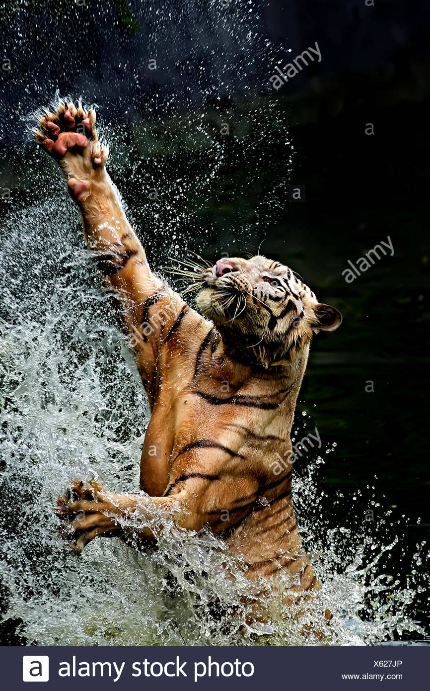 Tiger Springen Im Fluss Ragunan Jakarta Indonesien Stockfotografie Alamy