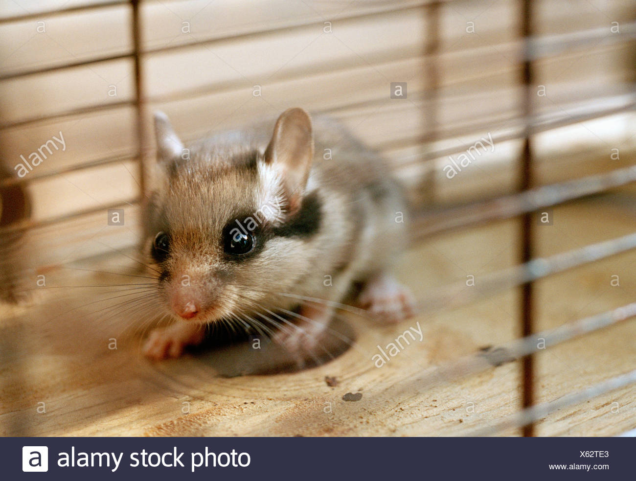 Haustier Maus Haustier Maus