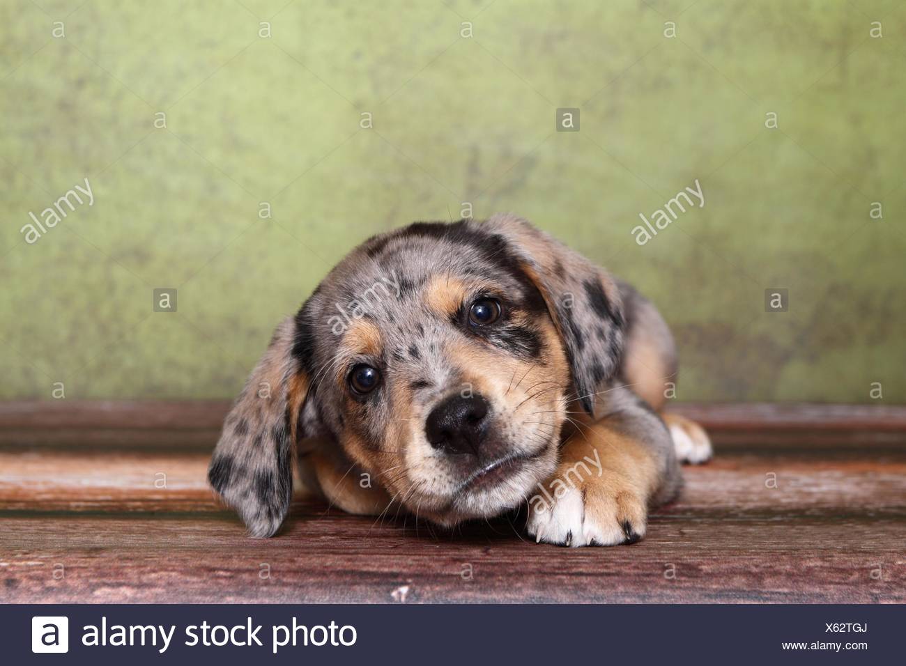 63+ Australian Shepherd Lab Mix Dog