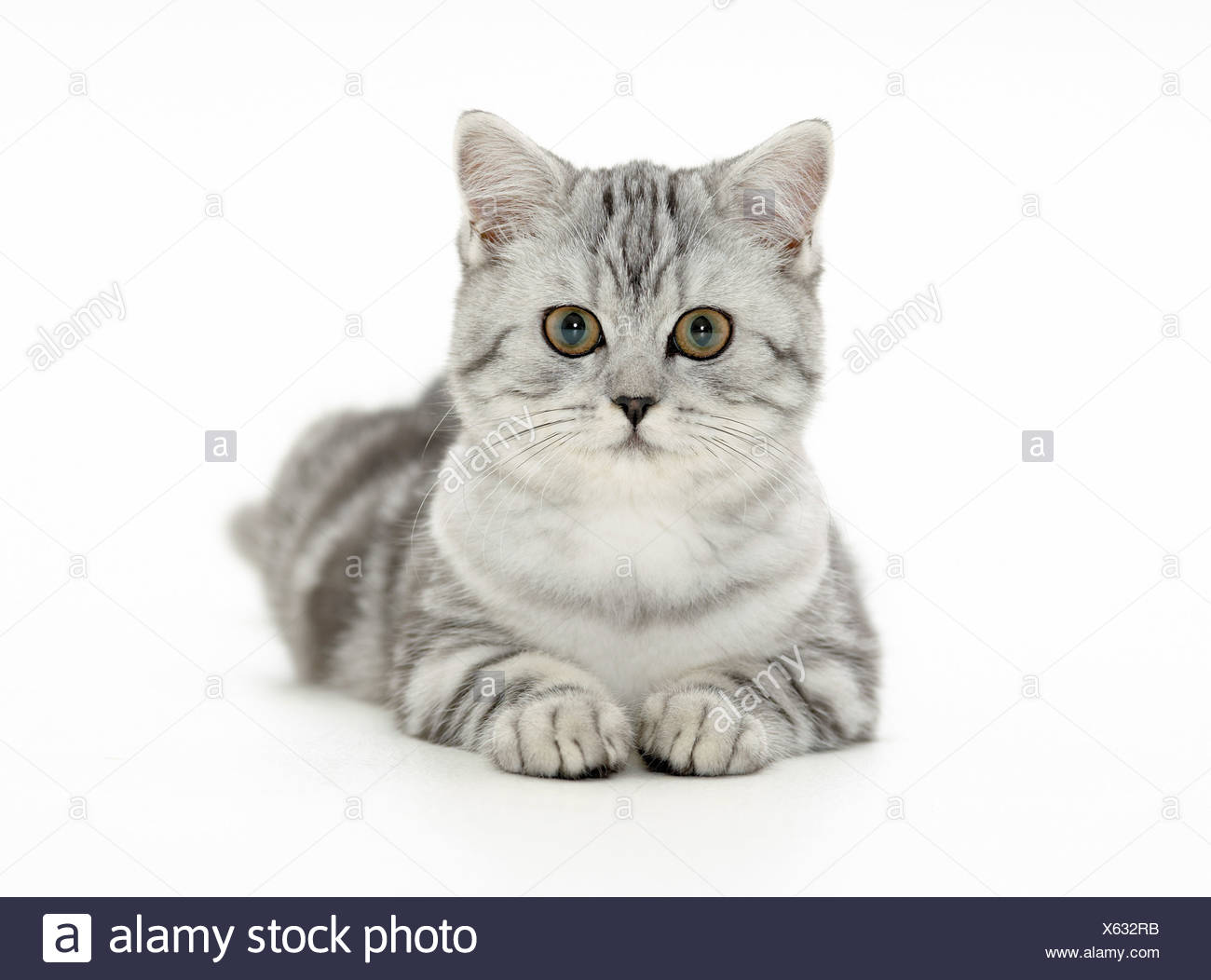 Britisch Kurzhaar Katze Kitten Ausschneiden Stockfoto