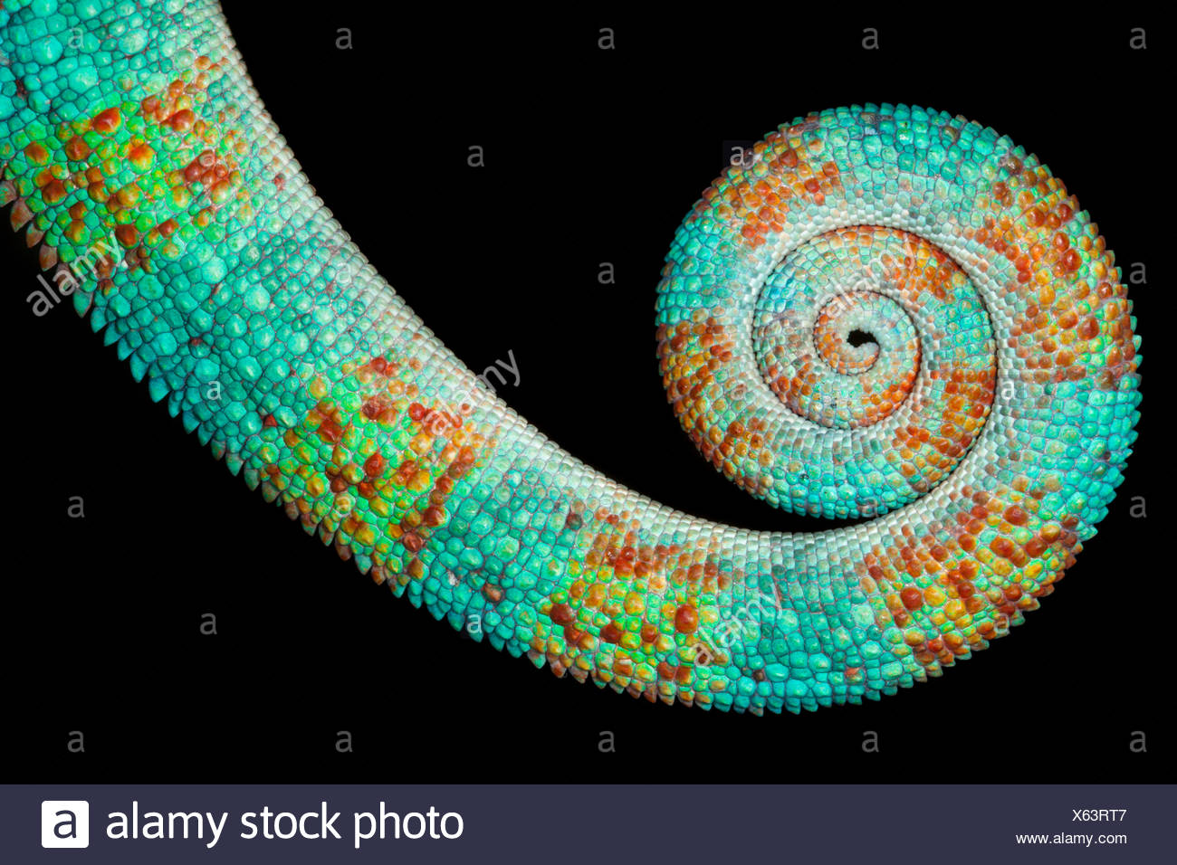 Pantherchamäleon, großaufnahme Schwanz abrollen {Furcifer Pardalis} Madagaskar. Stockfoto