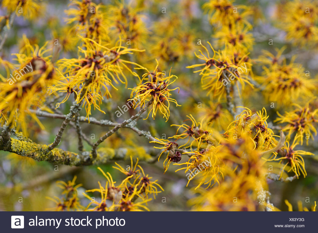 Zaubernuss Hamamelis Hamamelidaceae Deutschland Baden