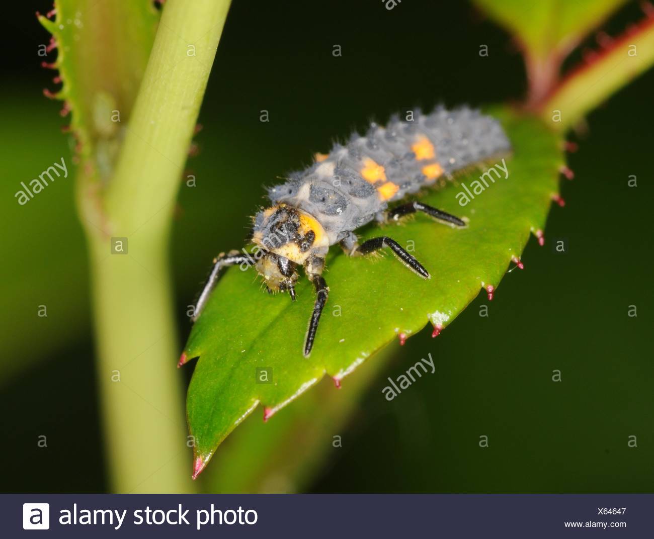 Garten Insekten Kafer Garten Larve Marienkafer Makro Nahaufnahme