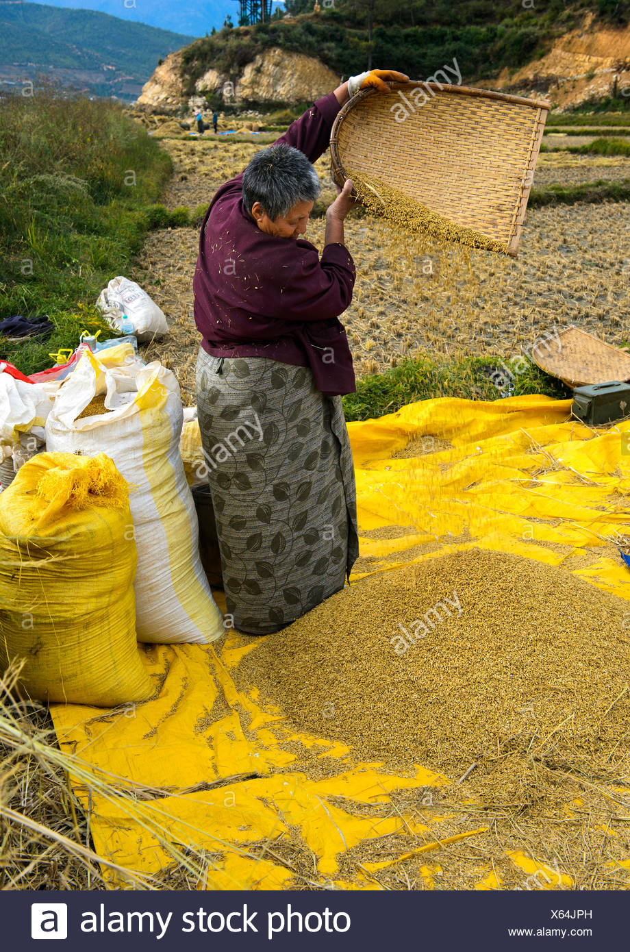 Bhutan Frau trennt Spreu vom Reis, Paro, Bhutan Stockfoto
