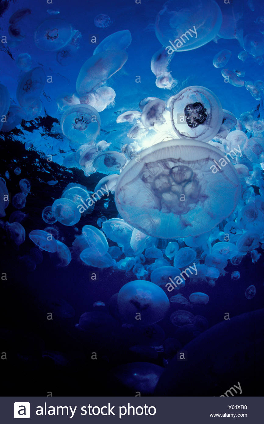 Ansammlung von Quallen, Aurelia Golden, Marsa Alam, Rotes Meer, Ägypten Stockfoto