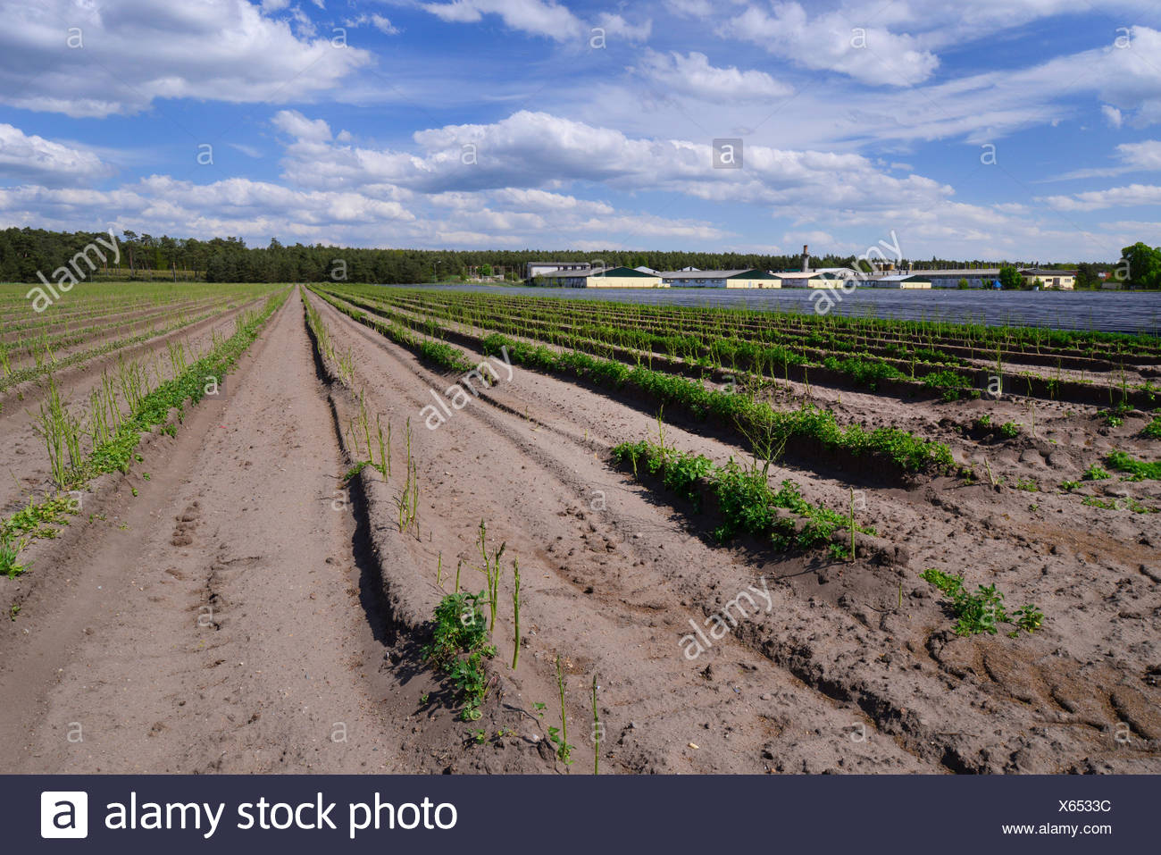 Garten Spargel Spatz Gras Wildspargel Spargel Officinalis