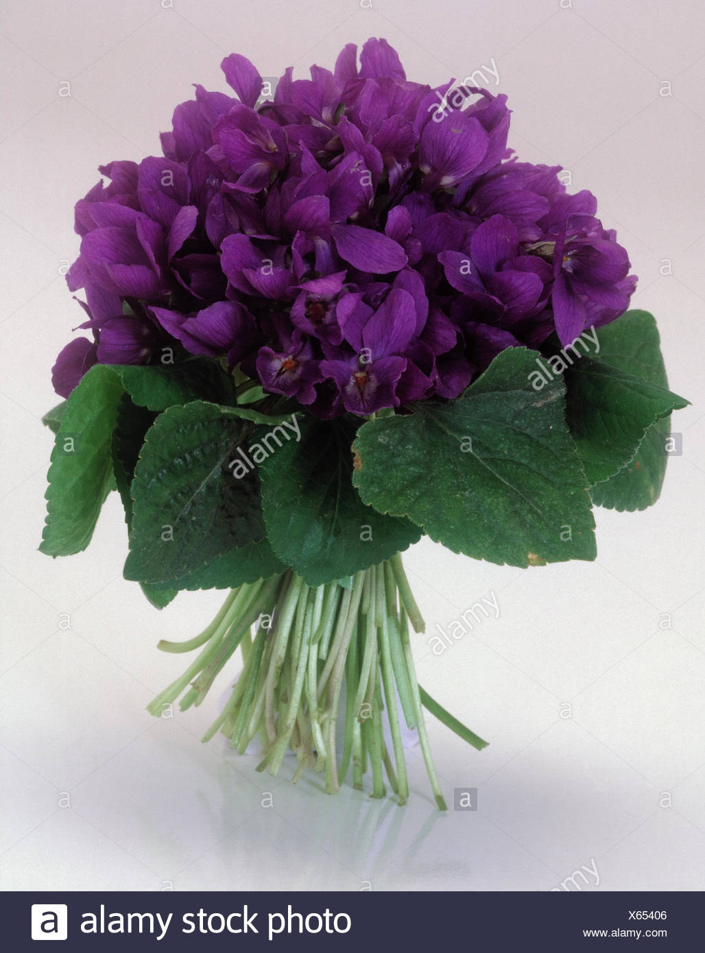 Violets Bouquet Stockfotos und -bilder Kaufen - Alamy