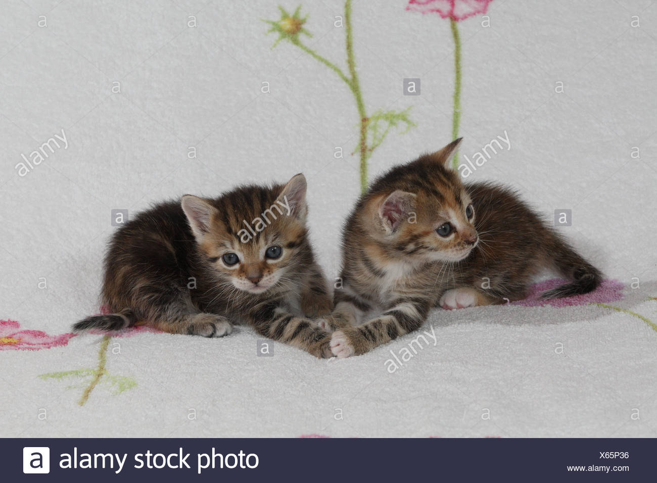Katzen, junge, liegen, zusammen, Bett, Säugetiere, Haustiere, Tiere, kleine Katzen, Felidae, zähmt, Hauskatze, Jungtier, Kätzchen, zwei Geschwister, klein, unbeholfen, ungeschickt, süß, berühren, gestreift, Zusammenhalt, Liebe, Naht, Zweisamkeit, junge Tiere, Tierbabys, innen, Stockfoto